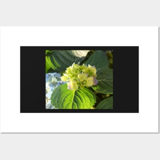 Hortensia flowers photo Posters and Art